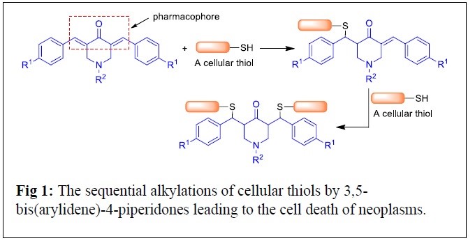 The sequential alkylations of cellular thiols by 3,5-bis(arylidene)-4-piperidones leading to the cell death of neoplasms.